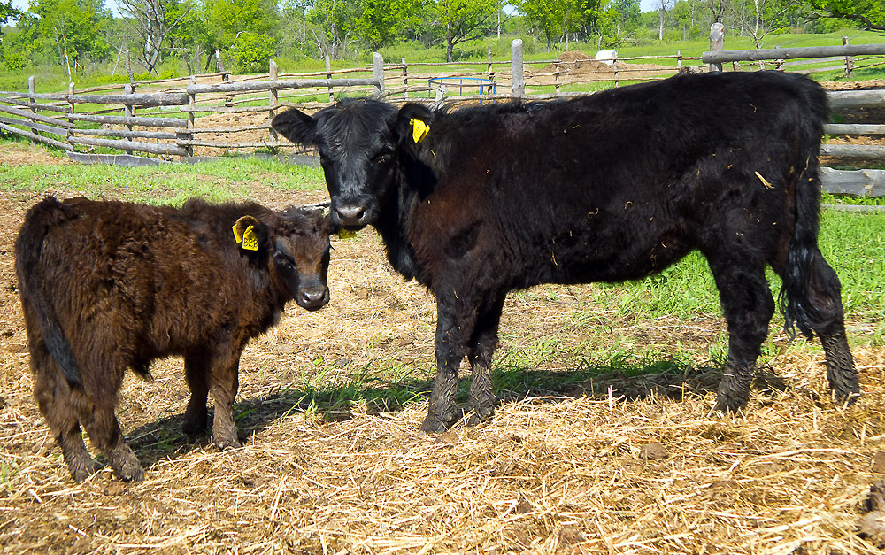 На база отдыха Дубки в Выксе есть ферма, на которой живут коровы породы галловей.