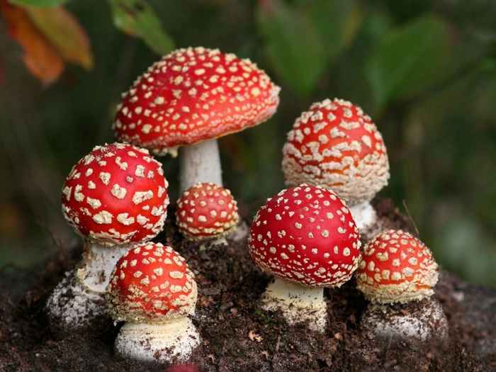 Сбор грибов 3.jpg