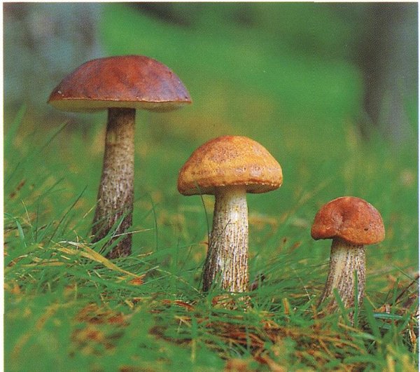 Сбор грибов 2.jpg
